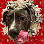 Apollo joined the competition — help win amazing prizes! dog, tongue, bow, christmas, holiday, festive, red_background, white_bow, silver_bow, closeup, pet, canine, celebration, cute, playful, smiling, animal, face, portrait, decorations