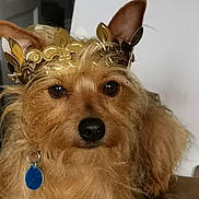 Nono participe au concours pour gagner de l'argent avec cette photo : dog, crown, golden, pet, animal, fur, ears, collar, tag, portrait, cute, indoor, closeup, brown, adorable, face, canine, expression, majestic, fluffy