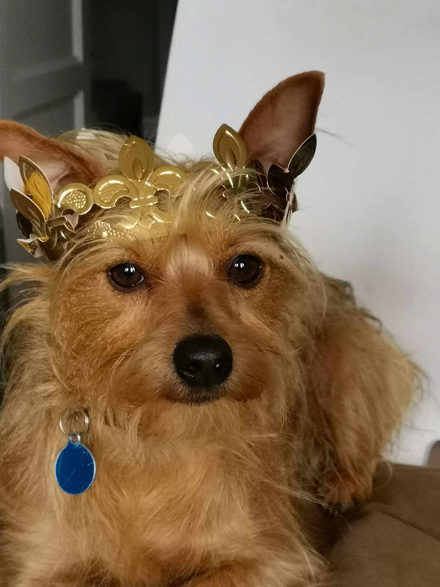 Nono participe au concours pour gagner de l'argent avec cette photo : dog, crown, golden, pet, animal, fur, ears, collar, tag, portrait, cute, indoor, closeup, brown, adorable, face, canine, expression, majestic, fluffy