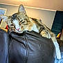 Yeti Mercury is registered to the contest to win money with this photo: cat, tabby, pet, animal, leather_couch, indoor, relaxing, lazy, feline, fur, whiskers, ears, paws, home, cozy, resting, comfortable, living_room, soft_light, closeup