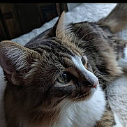 Yeti Mercury joined the competition — help win amazing prizes! cat, tabby, close_up, feline, pet, fur, whiskers, ears, eyes, resting, indoor, cozy, soft, mammal, animal, domestic_animal, cute, portrait, looking_away, relaxed