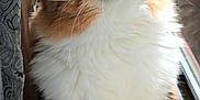Yeti Mercury is registered to the contest to win money with this photo: cat, tabby, fluffy, yellow_eyes, whiskers, window, sunlight, indoor, pet, feline, curious, close_up, soft_fur, relaxed, animal, mammal, cute, domestic_cat, portrait, looking_up