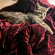 Fluke Ellington is registered to the contest to win money with this photo: kitten, cat, tabby, fur, pet, animal, blanket, velvet, red, soft, cute, relaxed, resting, indoor, cozy, small, young, whiskers, paws, feline