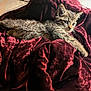 kitten, cat, tabby, fur, pet, animal, blanket, velvet, red, soft, cute, relaxed, resting, indoor, cozy, small, young, whiskers, paws, feline