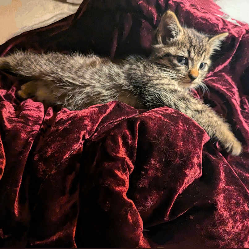 Fluke Ellington is registered to the contest to win money with this photo: animal, blanket, cat, cozy, cute, feline, fur, indoor, kitten, paws, pet, red, relaxed, resting, small, soft, tabby, velvet, whiskers, young