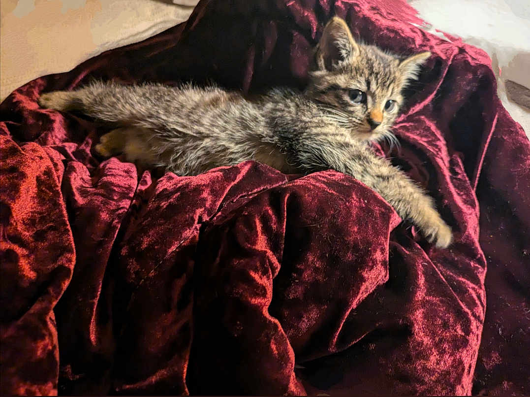 Fluke Ellington is registered to the contest to win money with this photo: kitten, cat, tabby, fur, pet, animal, blanket, velvet, red, soft, cute, relaxed, resting, indoor, cozy, small, young, whiskers, paws, feline