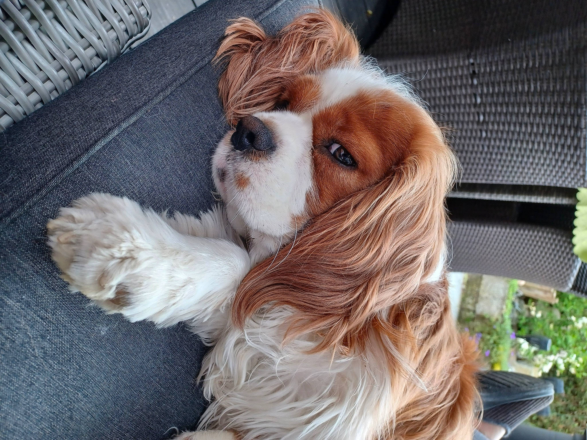 Tom a rejoint le concours — aidez-le/la à gagner de superbes lots ! canidae, carnivore, cavalier_king_charles_spaniel, companion_dog, dog, dog_breed, dog_supply, fawn, fur, king_charles_spaniel, liver, pet_supply, plant, snout, spaniel, sporting_group, terrestrial_animal, toy_dog, whiskers, working_animal