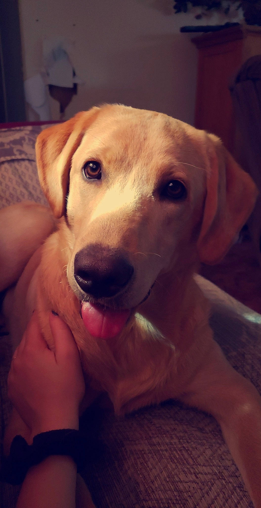 Huxley joined the competition — help win amazing prizes! beagador, broholmer, canidae, carnivore, companion_dog, dog, dog_breed, eye, fawn, labrador_retriever, mammal, mountain_cur, nose, potcake_dog, puppy, retriever, snout, sporting_group, vertebrate, whiskers