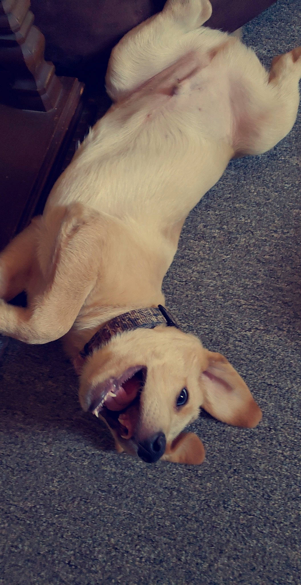 Huxley joined the competition — help win amazing prizes! canidae, carnivore, companion_dog, dog, dog_breed, fawn, jack_russell_terrier, mammal, non_sporting_group, parson_russell_terrier, paw, puppy, puppy_love, russell_terrier, snout, sporting_group, street_dog, tail, vertebrate