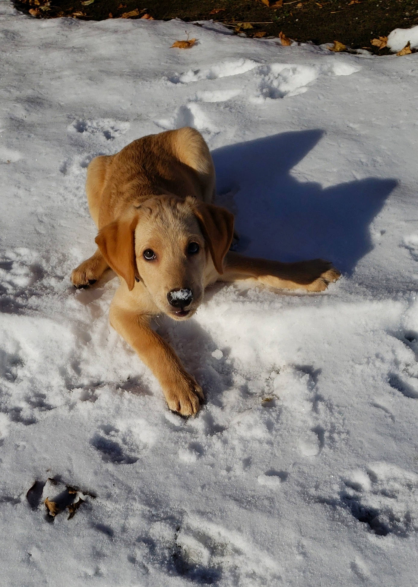 Huxley is registered to the contest to win money with this photo: canidae, carnivore, companion_dog, dog, dog_breed, fawn, golden_retriever, puppy, retriever, snow, sporting_group, street_dog, winter