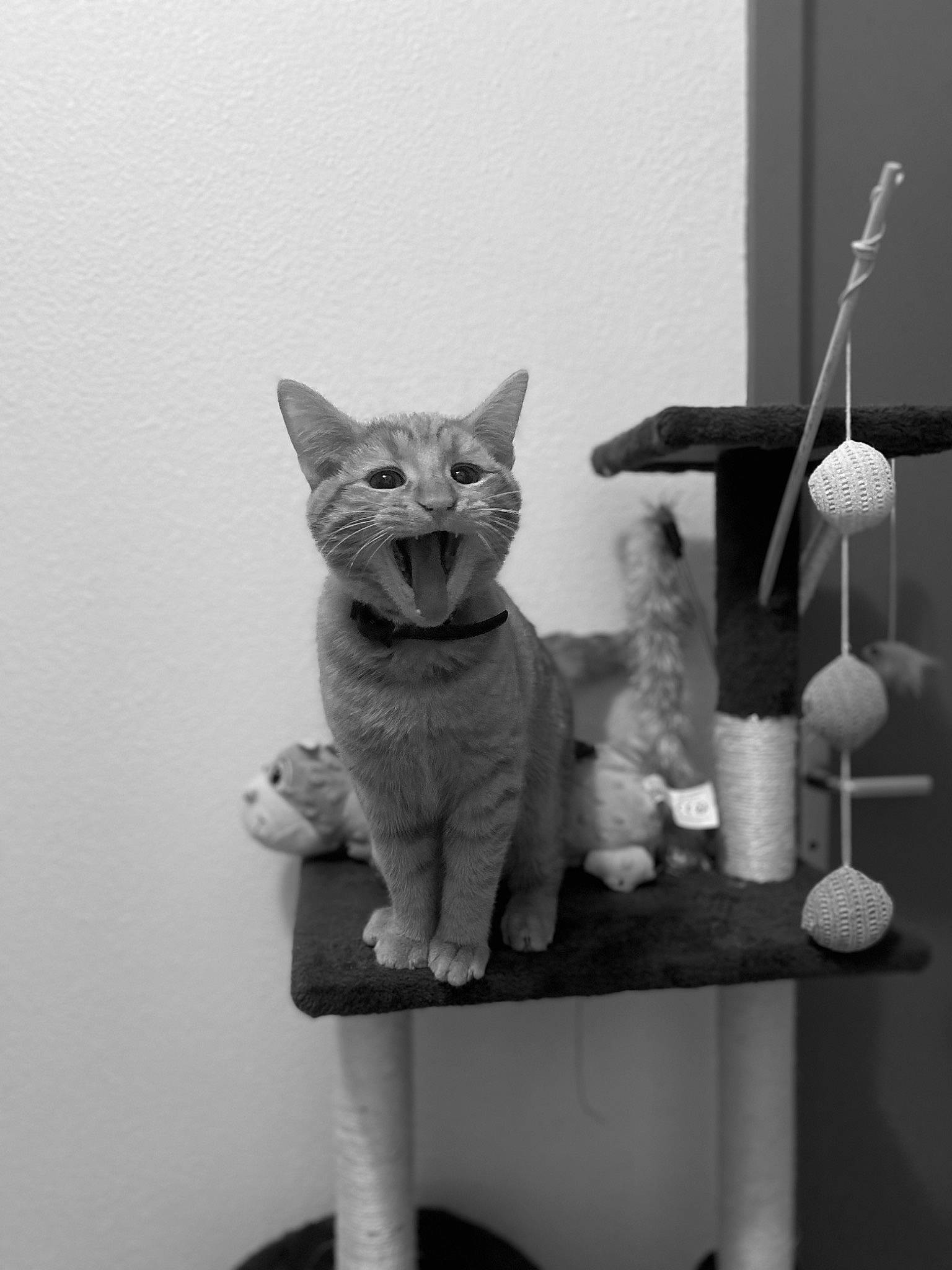 Uki a rejoint le concours — aidez-le/la à gagner de superbes lots ! art, carnivore, cat, cat_supply, comfort, domestic_short_haired_cat, felidae, grey, mammal, monochrome, monochrome_photography, room, shelf, small_to_medium_sized_cats, snout, tail, toy, vertebrate, whiskers, white