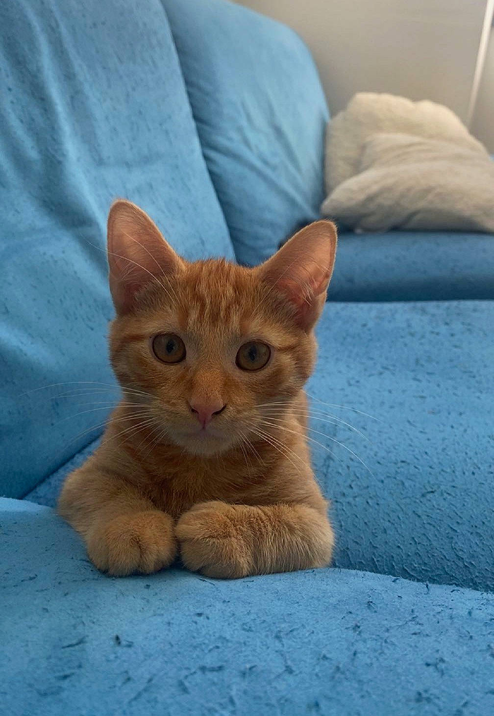 Uki participe au concours pour gagner de l'argent avec cette photo : carnivore, cat, cat_supply, claw, clock, comfort, domestic_short_haired_cat, fawn, felidae, foot, fur, linens, paw, sitting, small_to_medium_sized_cats, snout, tail, terrestrial_animal, whiskers