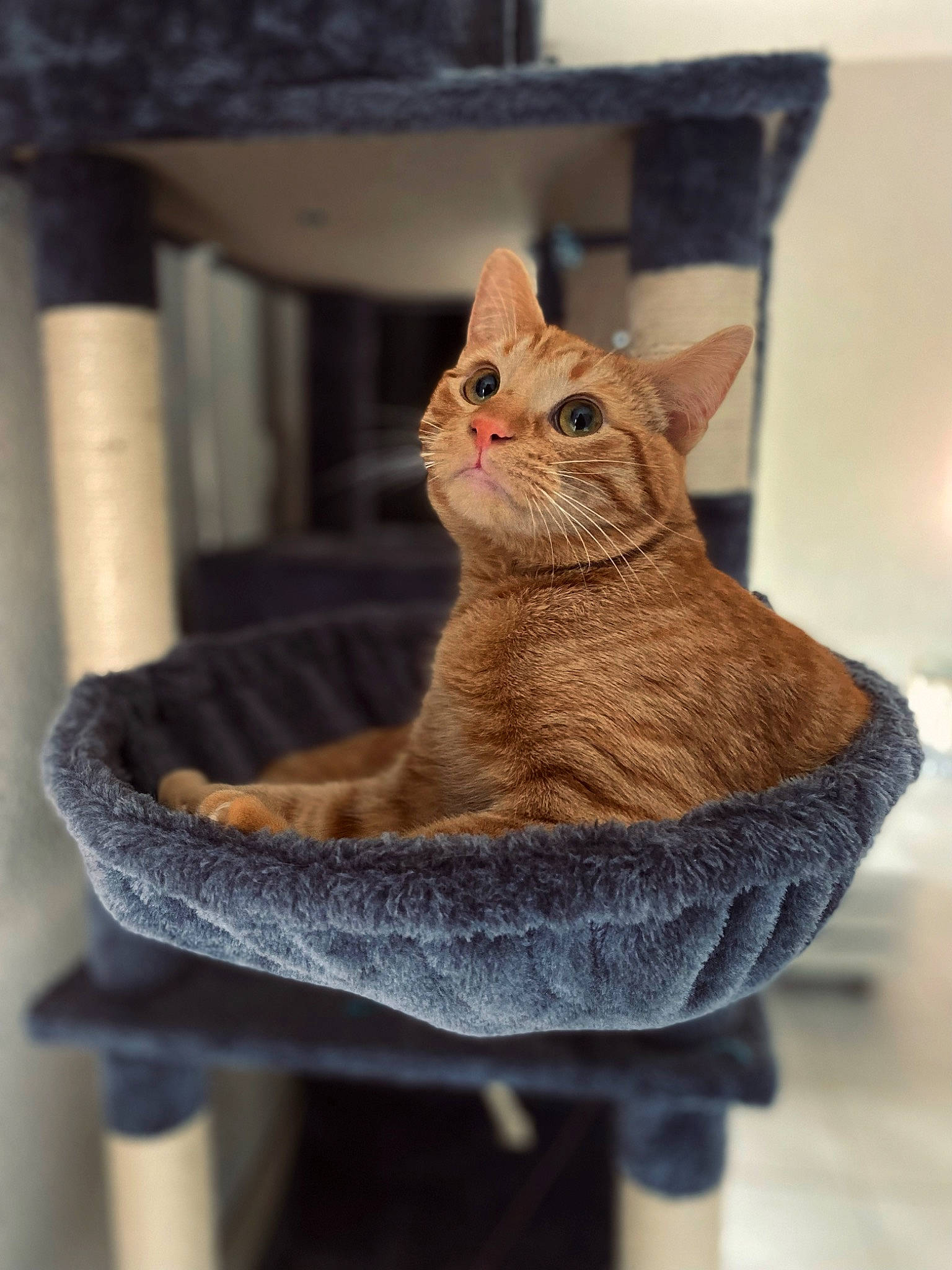 Uki participe au concours pour gagner de l'argent avec cette photo : art, carnivore, cat, cat_supply, claw, collar, creative_arts, domestic_short_haired_cat, fawn, felidae, fur, pet_supply, room, sitting, small_to_medium_sized_cats, tail, whiskers, wood