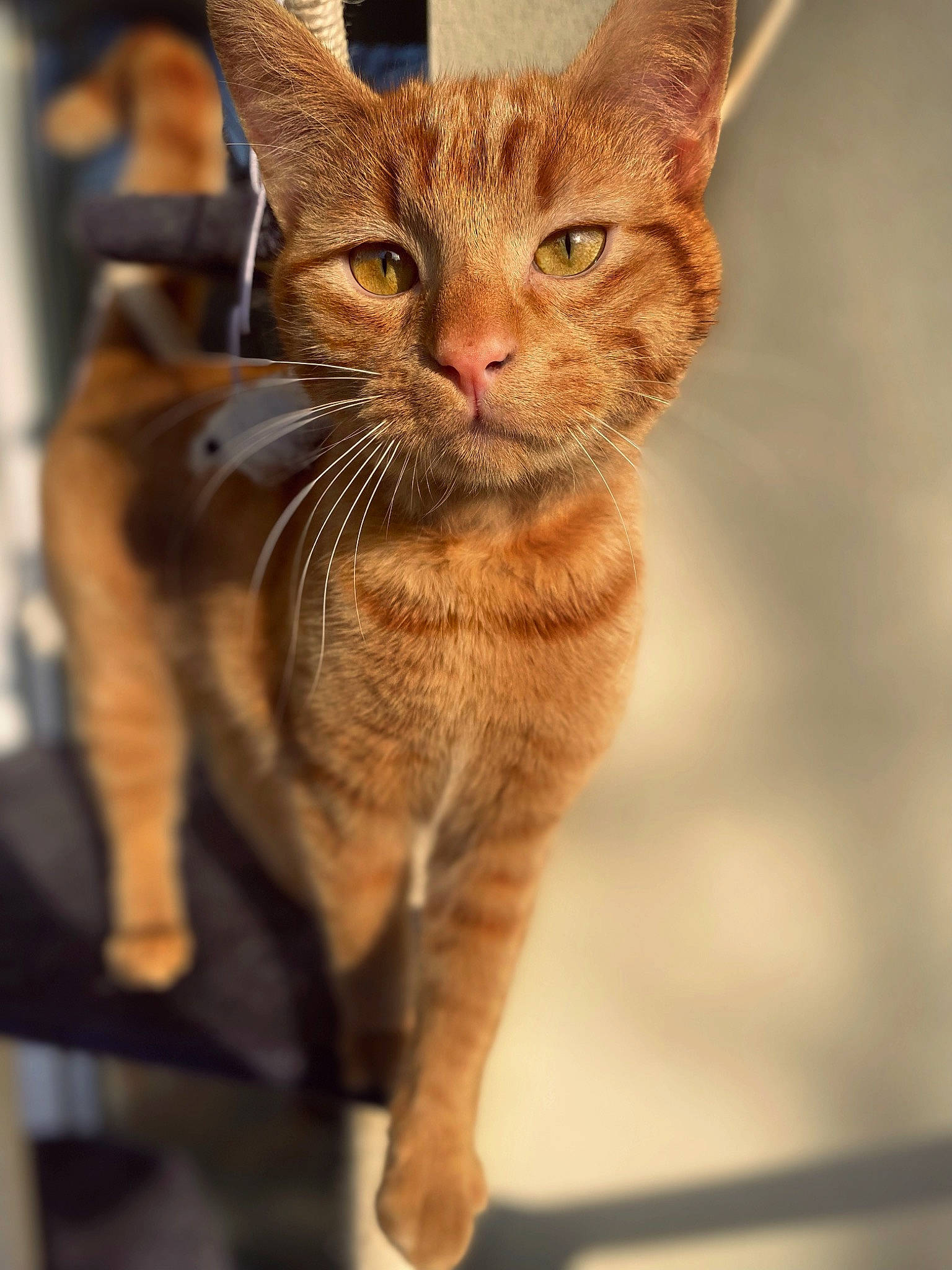 Uki participe au concours pour gagner de l'argent avec cette photo : carnivore, cat, claw, domestic_short_haired_cat, fawn, felidae, fur, small_to_medium_sized_cats, snout, tail, terrestrial_animal, whiskers, wildlife