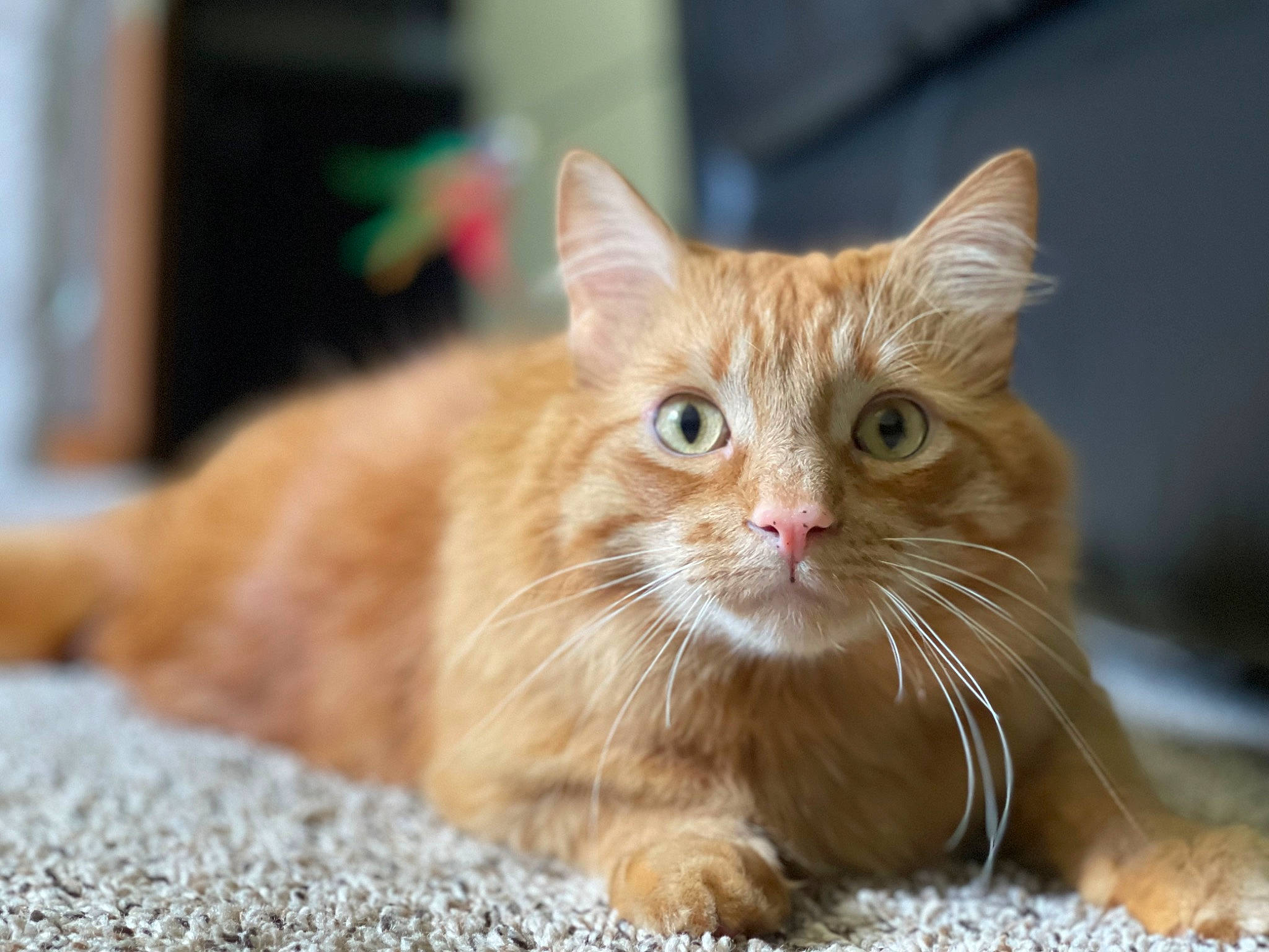 Angus joined the competition — help win amazing prizes! carnivore, cat, claw, domestic_short_haired_cat, fawn, felidae, flooring, fur, grass, paw, sitting, small_to_medium_sized_cats, snout, tail, terrestrial_animal, whiskers, wildlife, window, wood