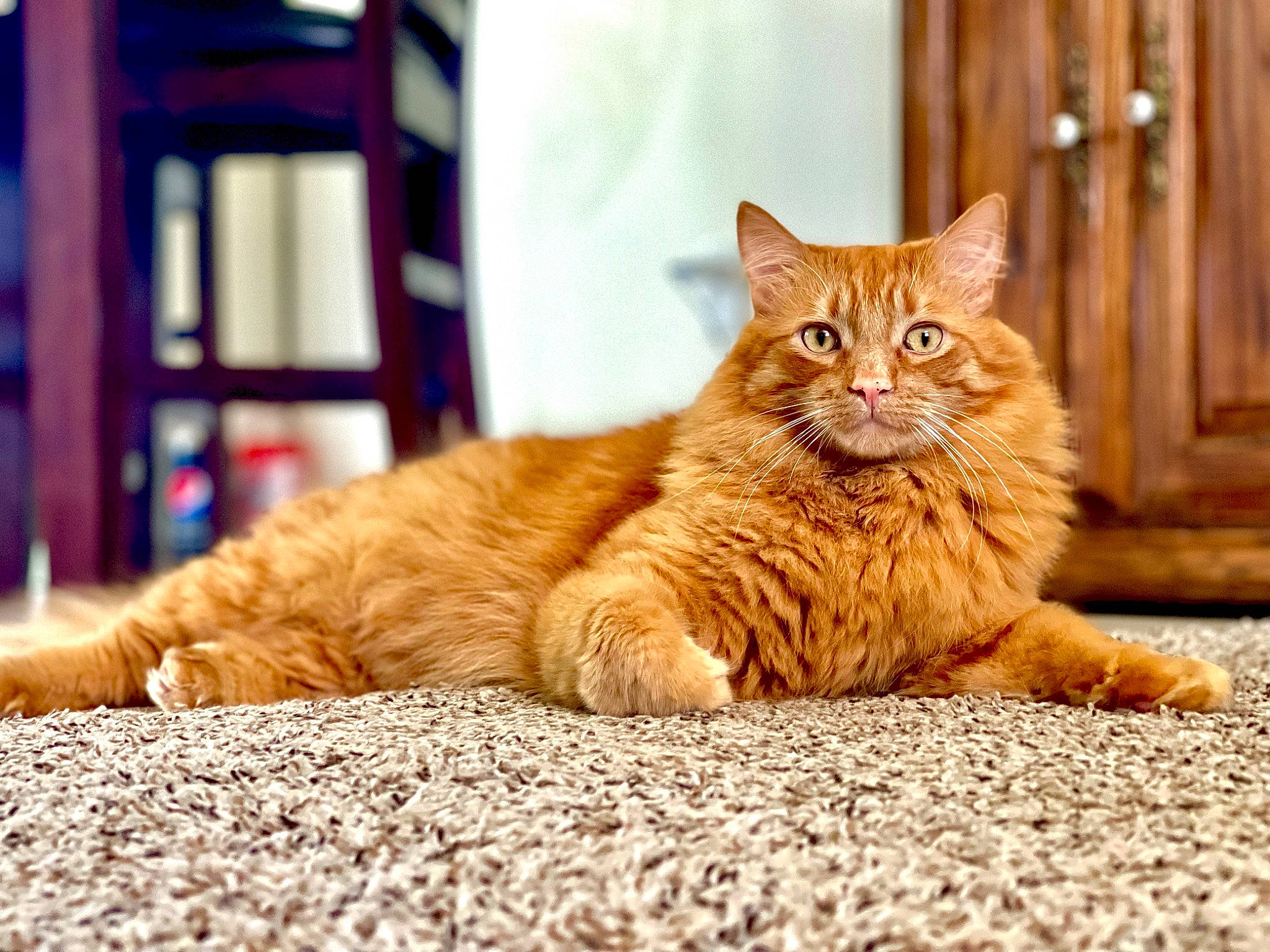 Angus is registered to the contest to win money with this photo: carnivore, cat, claw, comfort, domestic_short_haired_cat, fawn, felidae, fur, ladder, paw, sitting, small_to_medium_sized_cats, snout, tail, terrestrial_animal, vertebrate, whiskers, wildlife, window, wood