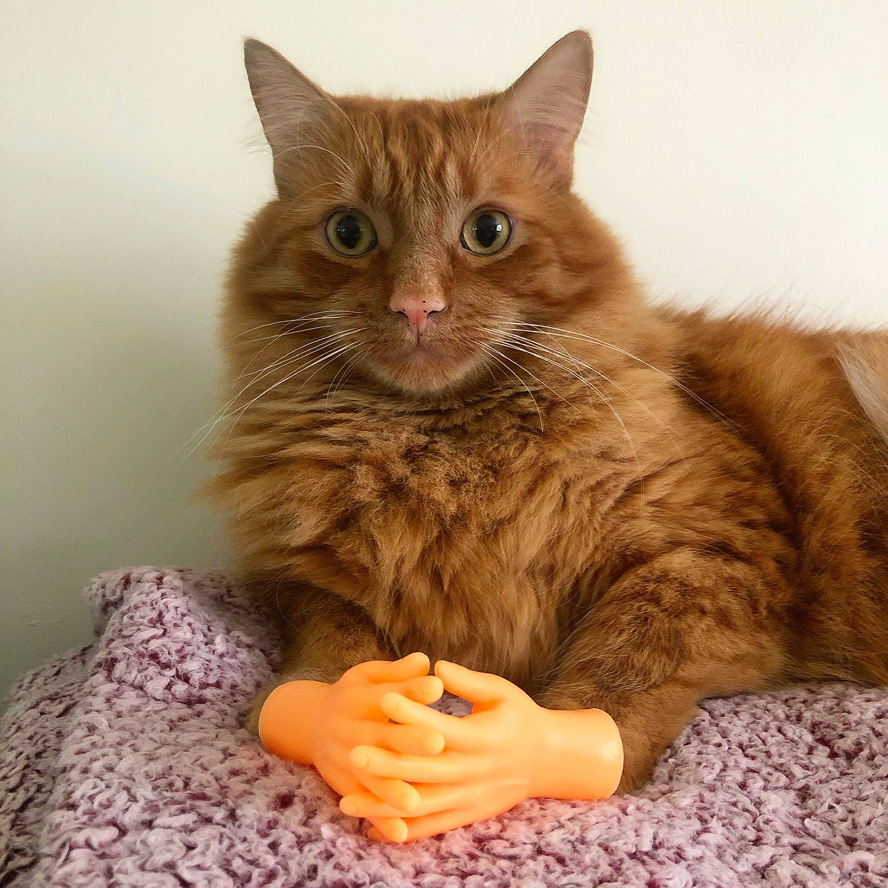 Angus joined the competition — help win amazing prizes! british_longhair, carnivore, cat, cat_supply, claw, comfort, domestic_short_haired_cat, fawn, felidae, fur, gesture, iris, paw, sitting, small_to_medium_sized_cats, snout, tail, terrestrial_animal, whiskers, window