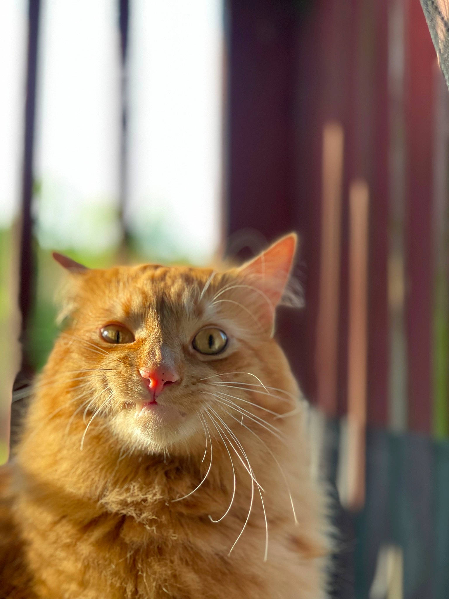 Angus is registered to the contest to win money with this photo: carnivore, cat, domestic_short_haired_cat, fawn, felidae, fur, persian, plant, small_to_medium_sized_cats, snout, terrestrial_animal, whiskers, window, wood