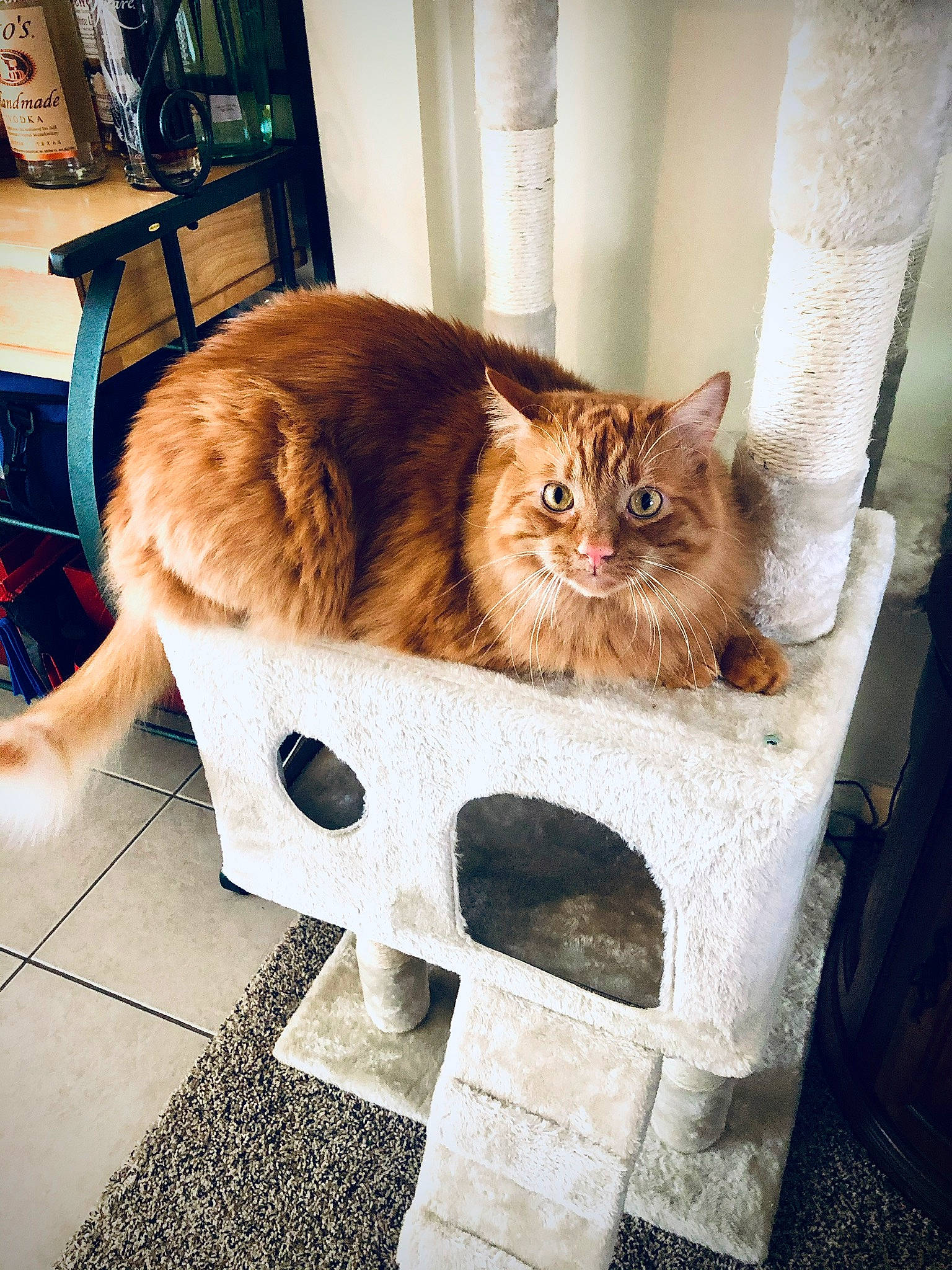 Angus joined the competition — help win amazing prizes! box, cardboard, carnivore, cat, chair, domestic_short_haired_cat, fawn, felidae, floor, flooring, fur, hardwood, pet_supply, room, sitting, small_to_medium_sized_cats, tail, whiskers, window, wood