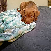 Coco joined the competition — help win amazing prizes! animal, bed, blanket, brown, comfort, cozy, cute, dog, domestic_animal, fur, indoor, lying_down, mammal, pet, puppy, relaxation, resting, sleepy, soft, young