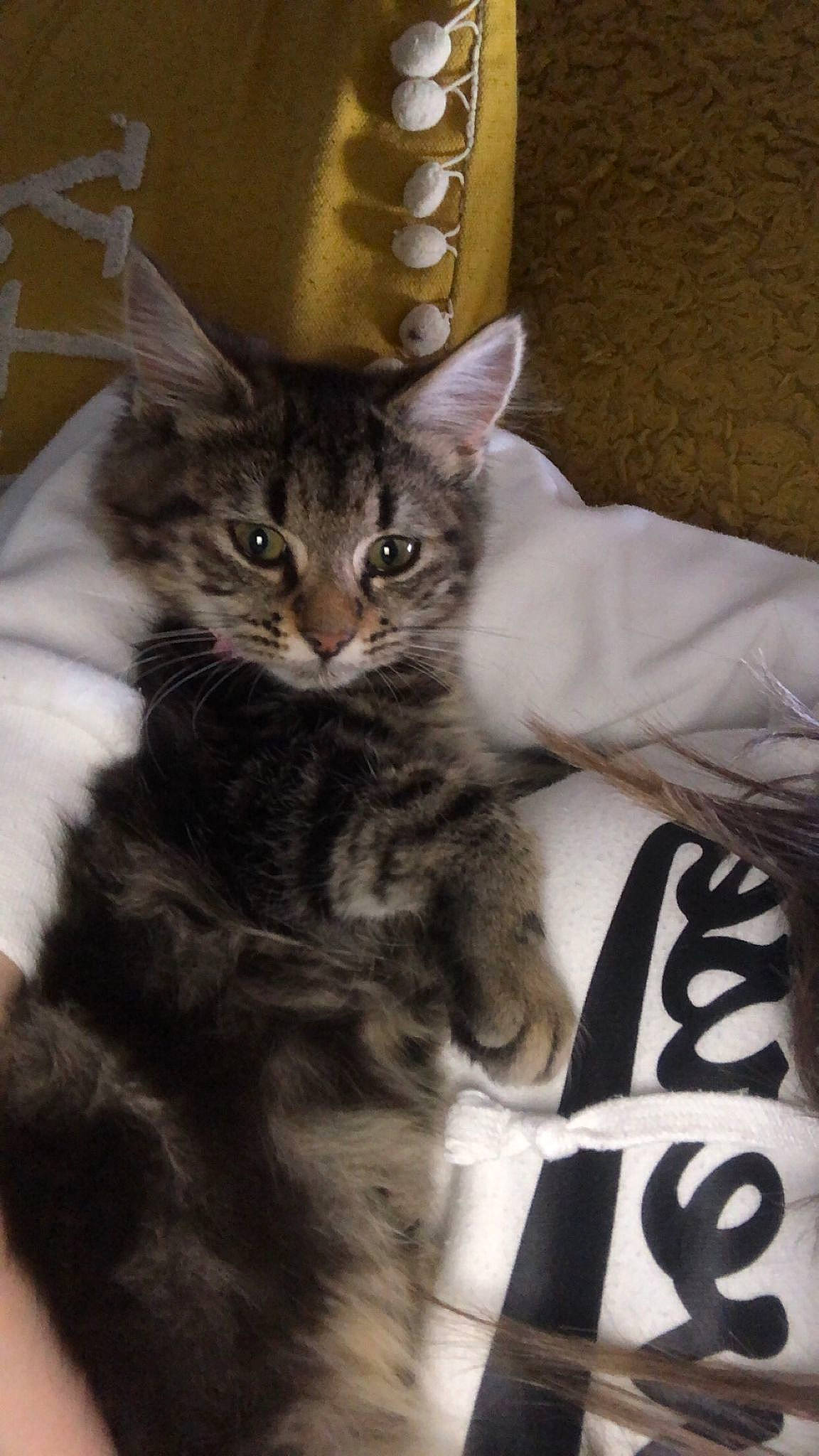 Darcie is registered to the contest to win money with this photo: box, carnivore, cat, cat_supply, claw, comfort, domestic_short_haired_cat, drawer, felidae, fur, paw, sitting, small_to_medium_sized_cats, whiskers