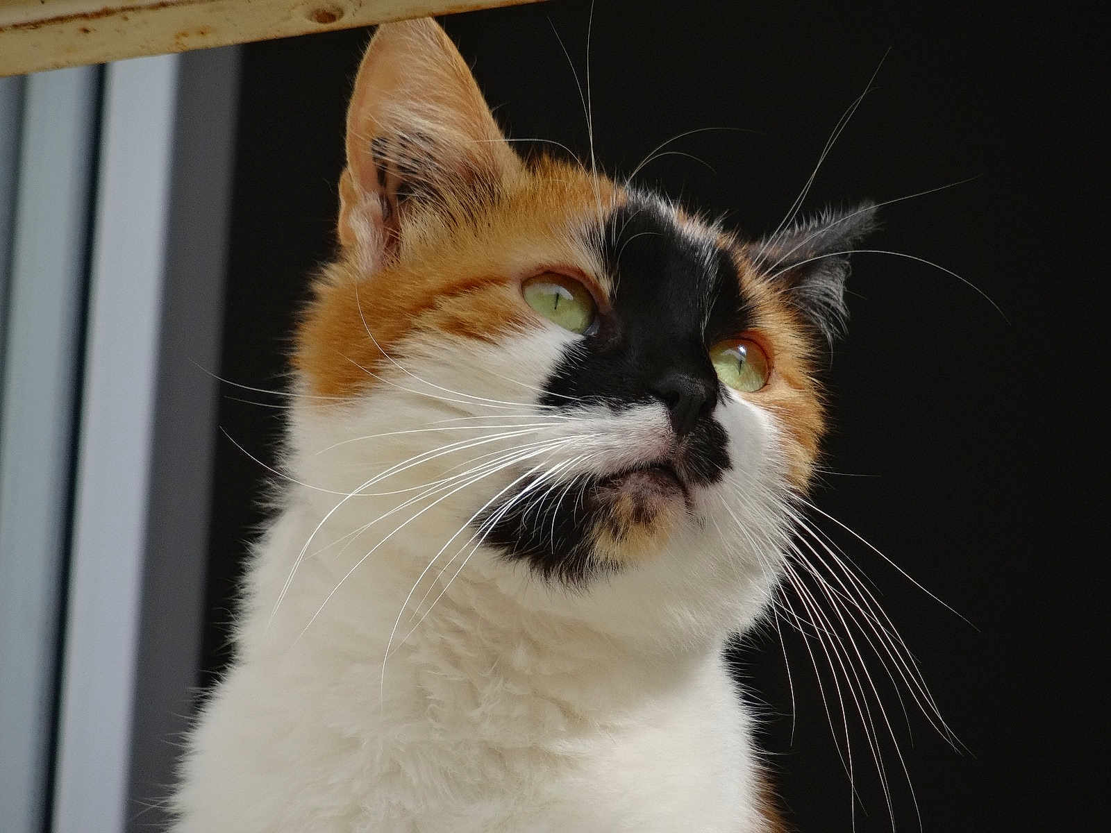 Trottinette a rejoint le concours — aidez-le/la à gagner de superbes lots ! cat, calico, close_up, green_eyes, whiskers, fur, portrait, animal, pet, looking_up, face, orange, black, white, indoor, domestic_cat, feline, curious, mammal, cute