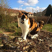 Trottinette a rejoint le concours — aidez-le/la à gagner de superbes lots ! calico_cat, cat, outdoor, rock, moss, sunlight, blue_sky, clouds, garden, plants, fence, house, tail, fur, whiskers, collar, nature, daytime, animal, pet
