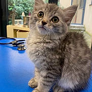 Lou participe au concours pour gagner de l'argent avec cette photo : kitten, cat, gray_tabby, fluffy, curious_eyes, indoor, blue_surface, stethoscope, pet, animal, cute, small, young, feline, whiskers, ears, paws, fur, looking_up, veterinary
