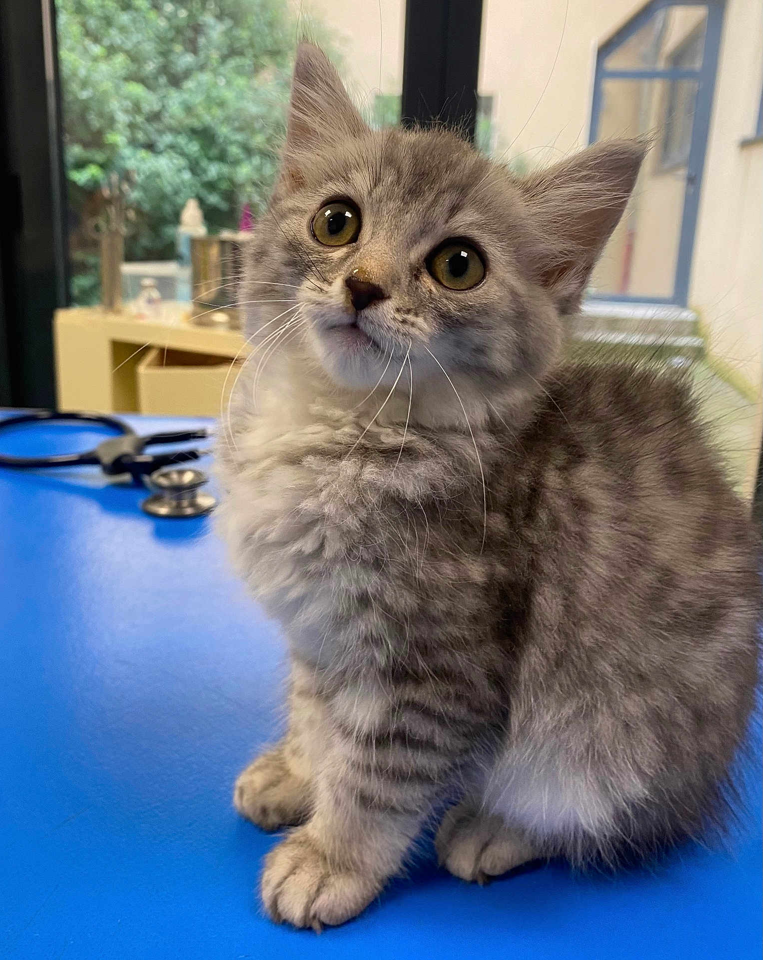 Lou participe au concours pour gagner de l'argent avec cette photo : kitten, cat, gray_tabby, fluffy, curious_eyes, indoor, blue_surface, stethoscope, pet, animal, cute, small, young, feline, whiskers, ears, paws, fur, looking_up, veterinary