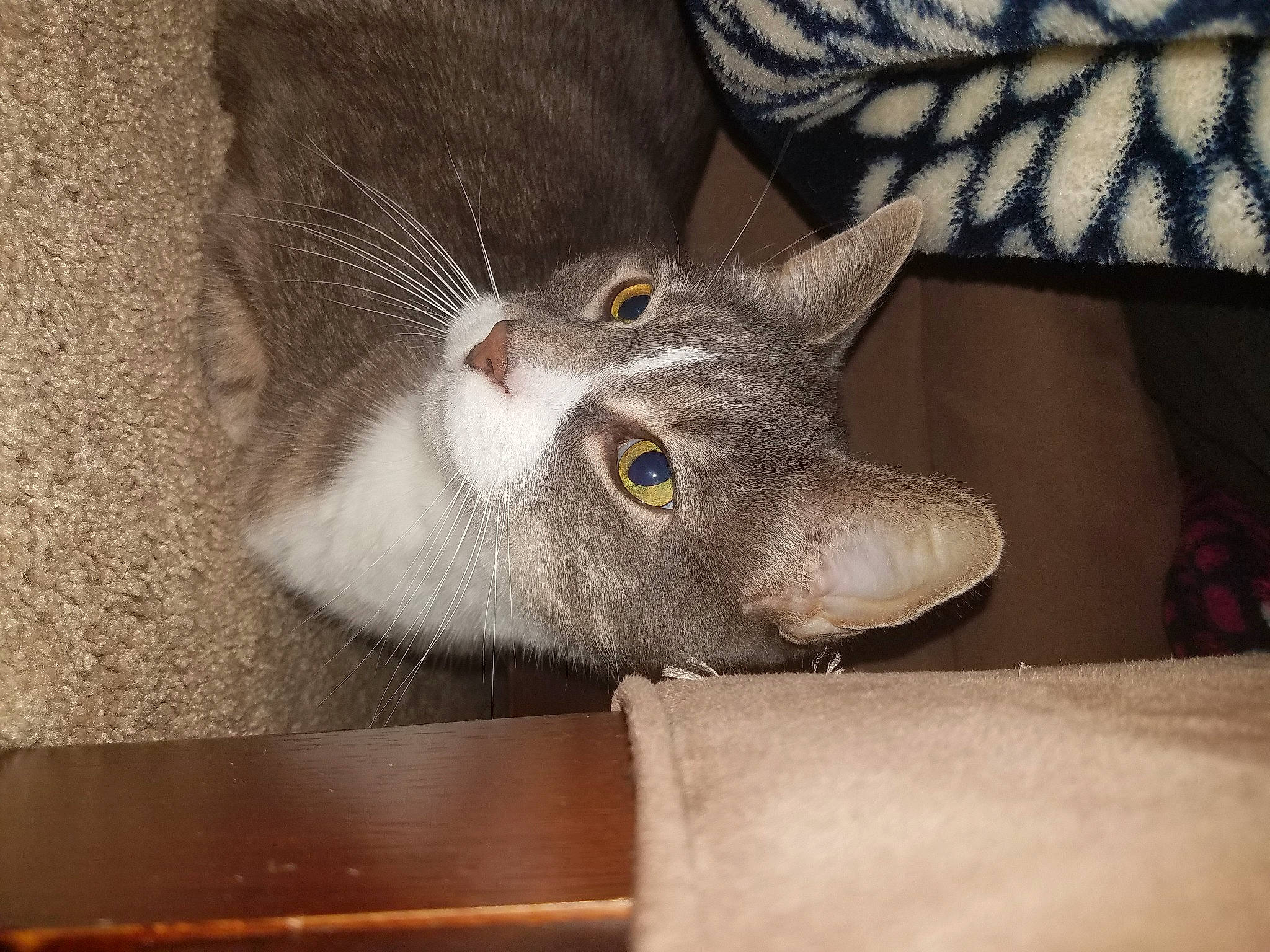 Cloudy joined the competition — help win amazing prizes! asian, british_shorthair, carnivore, cat, chartreux, domestic_short_haired_cat, european_shorthair, fawn, felidae, kitten, korat, mammal, russian_blue, small_to_medium_sized_cats, snout, whiskers