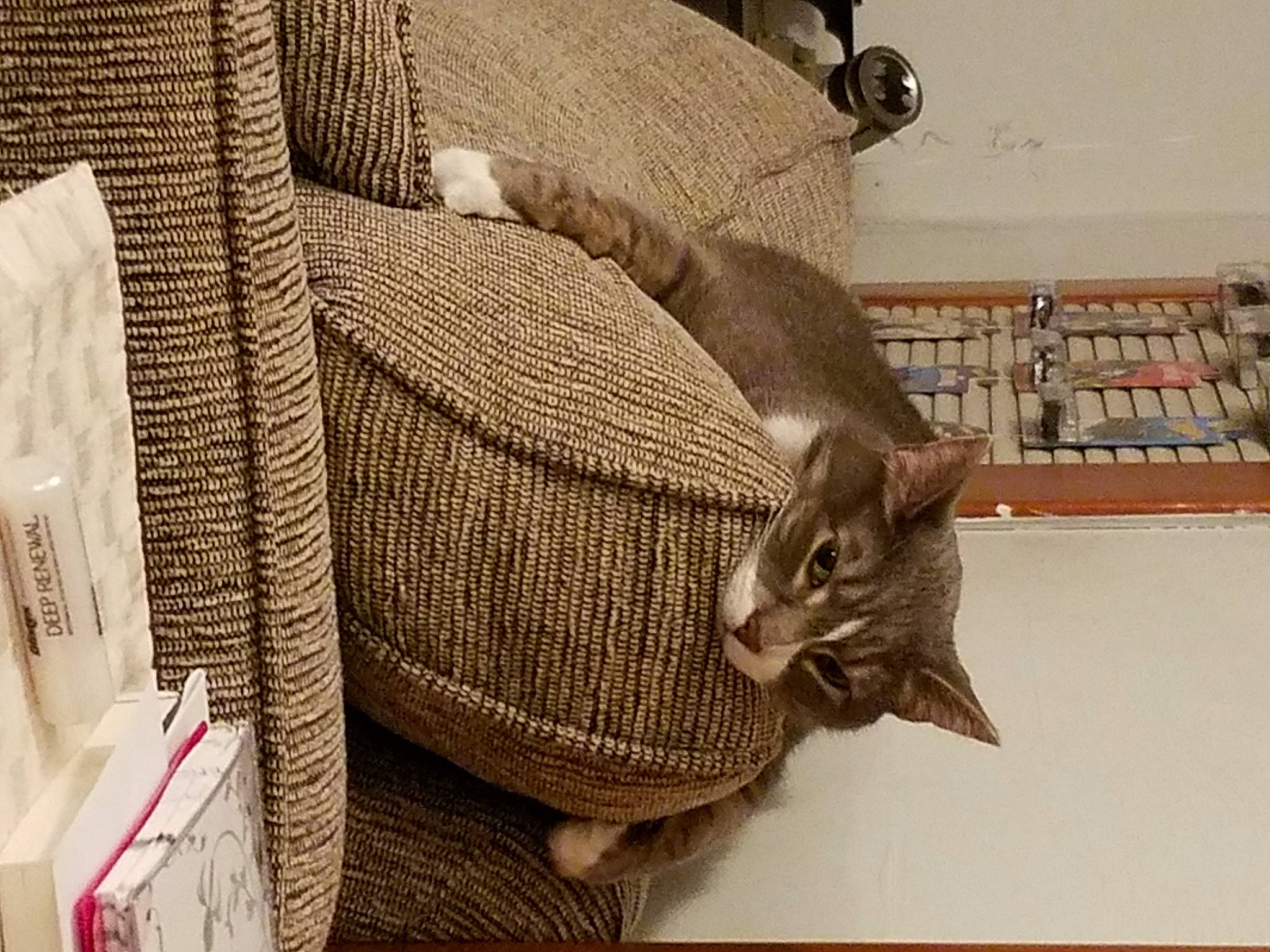 Cloudy joined the competition — help win amazing prizes! abyssinian, asian, basket, carnivore, cat, chausie, domestic_short_haired_cat, european_shorthair, fawn, felidae, fur, kitten, pixie_bob, singapura, small_to_medium_sized_cats, tabby_cat, tail, whiskers, wicker