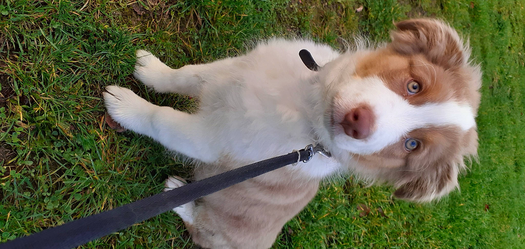 Tyson a rejoint le concours — aidez-le/la à gagner de superbes lots ! canidae, carnivore, collar, companion_dog, dog, dog_breed, dog_collar, fawn, fur, grass, leash, liver, puppy, snout, sporting_group, terrestrial_animal, terrier, whiskers, working_animal, working_dog