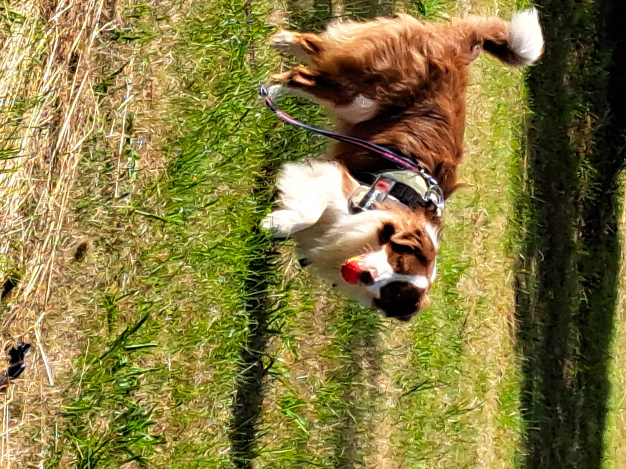 Tyson participe au concours pour gagner de l'argent avec cette photo : canidae, carnivore, collar, companion_dog, dog, dog_breed, fawn, fur, grass, leash, liver, pasture, pet_supply, plant, sporting_group, tail, terrestrial_animal, tree, wildlife, working_animal