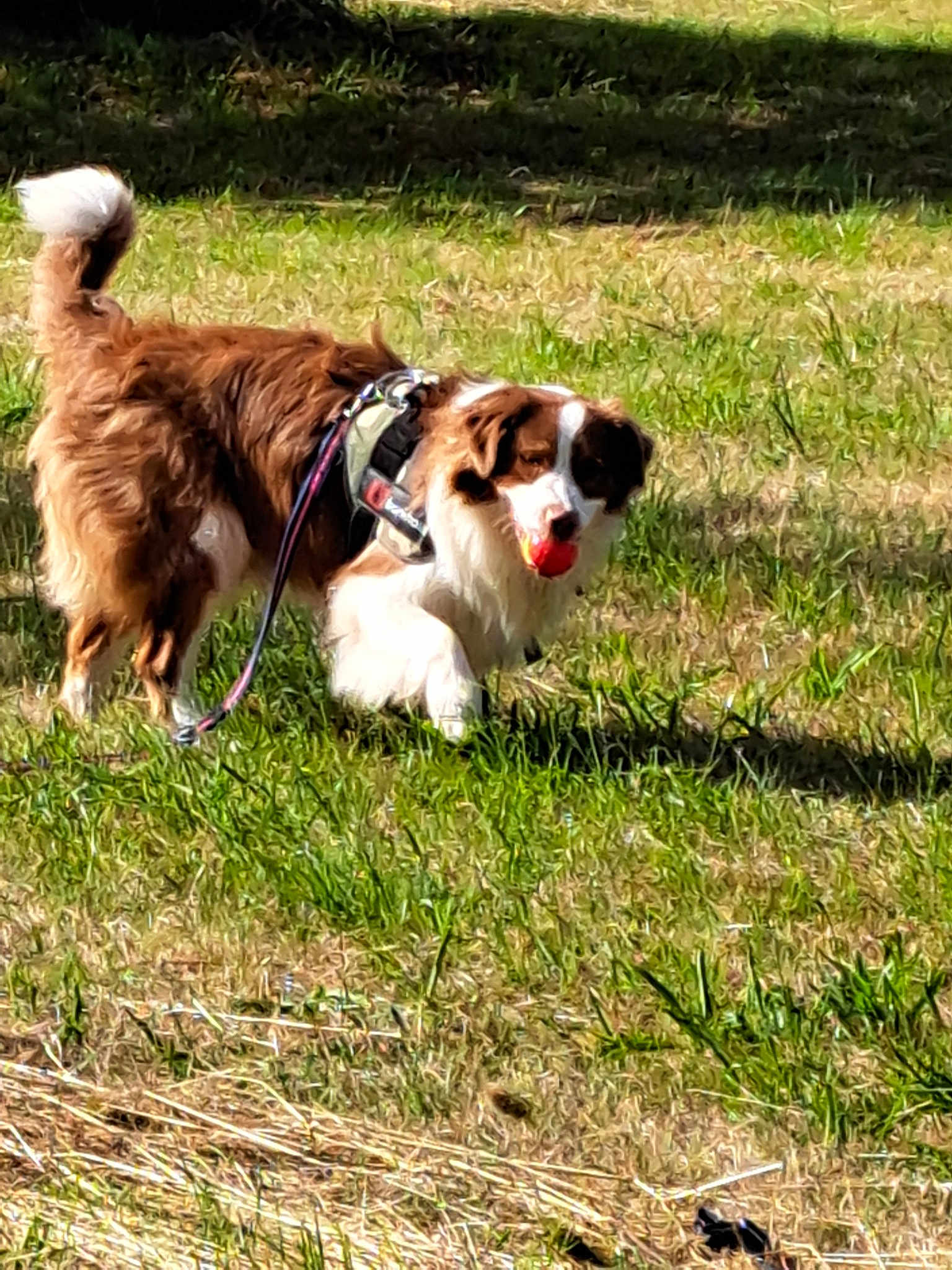 Tyson