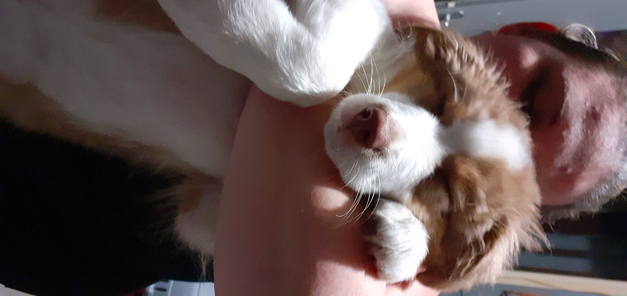 Tyson a rejoint le concours — aidez-le/la à gagner de superbes lots ! carnivore, comfort, companion_dog, dog, dog_breed, dress, ear, eyelash, felidae, fur, gesture, glasses, human_leg, liver, nail, paw, snout, sporting_group, sunglasses, whiskers