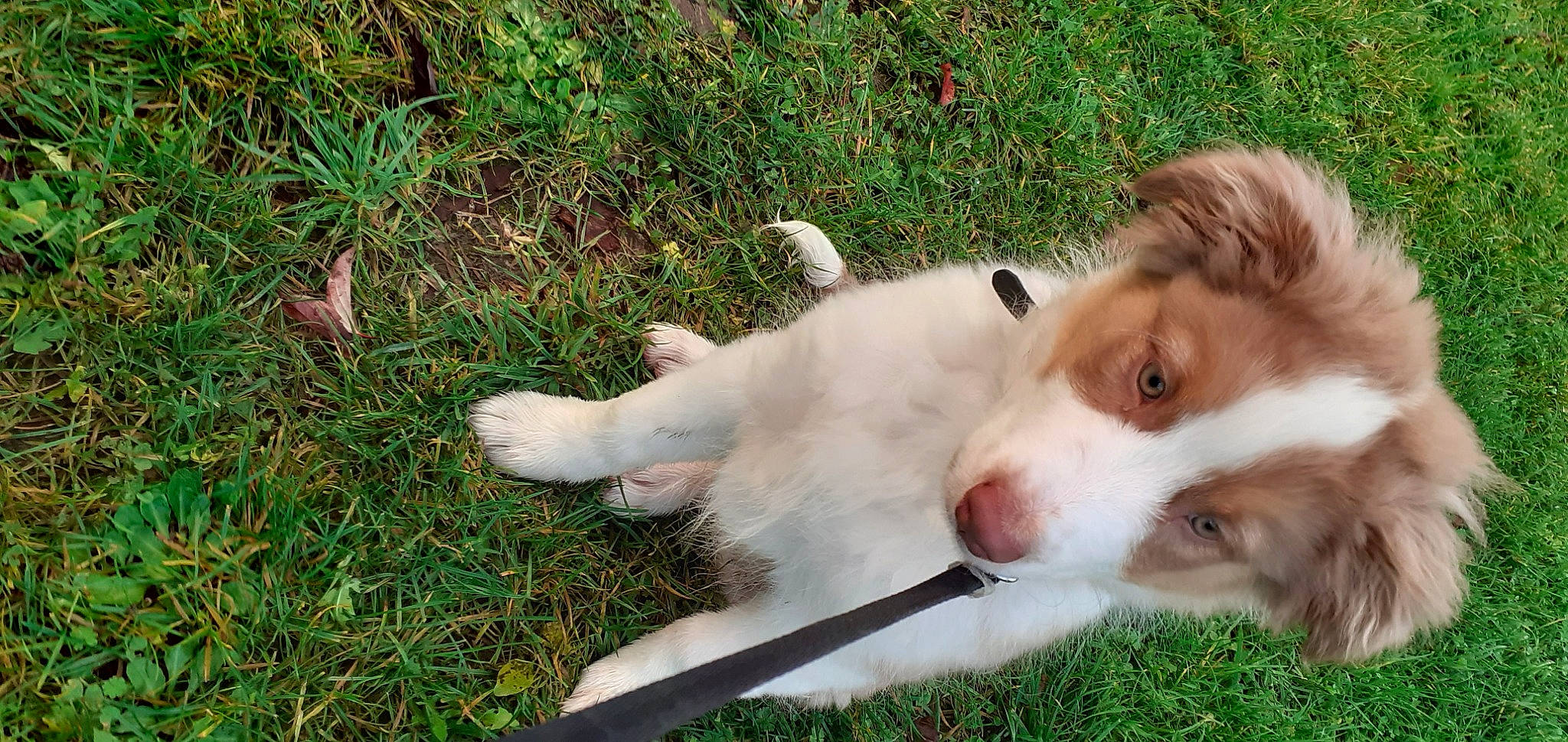 Tyson participe au concours pour gagner de l'argent avec cette photo : ancient_dog_breeds, australian_shepherd, canidae, carnivore, companion_dog, dog, dog_breed, fang, fawn, fur, grass, herding_dog, plant, recreation, snout, sporting_group, terrestrial_animal, whiskers, working_animal, working_dog