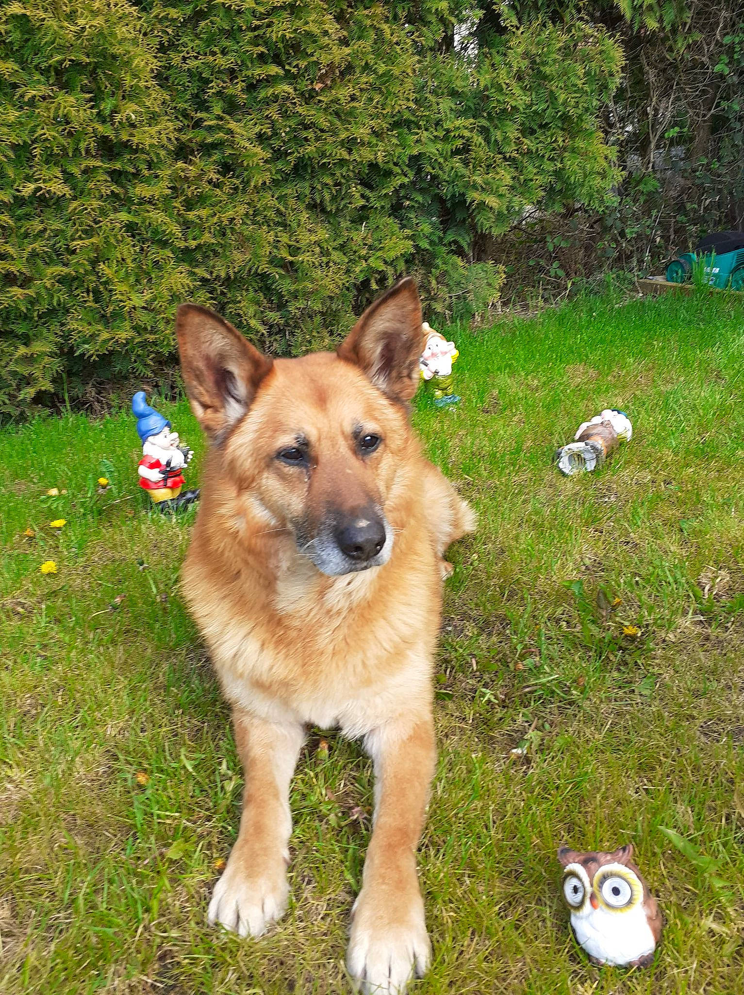 Max a rejoint le concours — aidez-le/la à gagner de superbes lots ! ancient_dog_breeds, ball, carnivore, collar, companion_dog, dog, dog_breed, fawn, grass, herding_dog, logo, plant, sporting_group, tail, tree, vertebrate, working_animal, working_dog