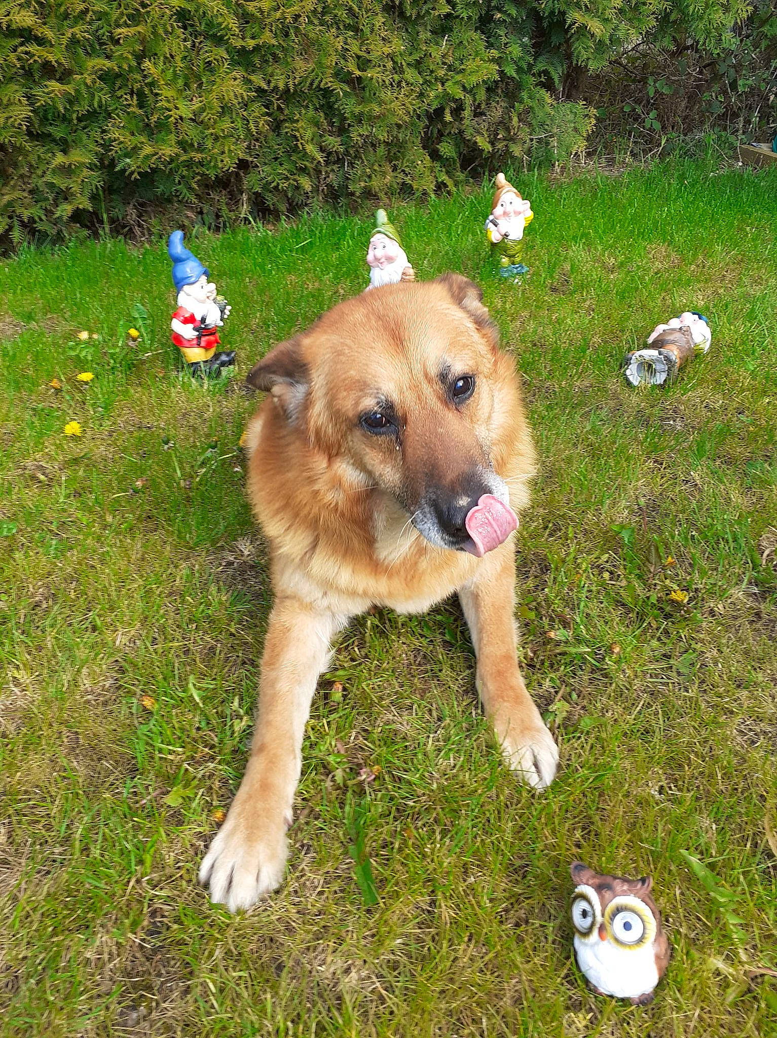 Max participe au concours pour gagner de l'argent avec cette photo : ball, canidae, carnivore, companion_dog, dog, dog_breed, fawn, garden, grass, grassland, groundcover, lawn, plant, sporting_group, tail, toy, tree, yard