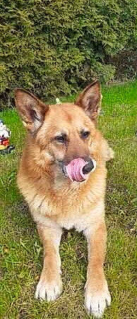 Max participe au concours pour gagner de l'argent avec cette photo : ancient_dog_breeds, canidae, carnivore, companion_dog, dog, dog_breed, fawn, grass, herding_dog, non_sporting_group, plant, snout, sporting_group, tail, terrestrial_animal, whiskers, working_animal, working_dog