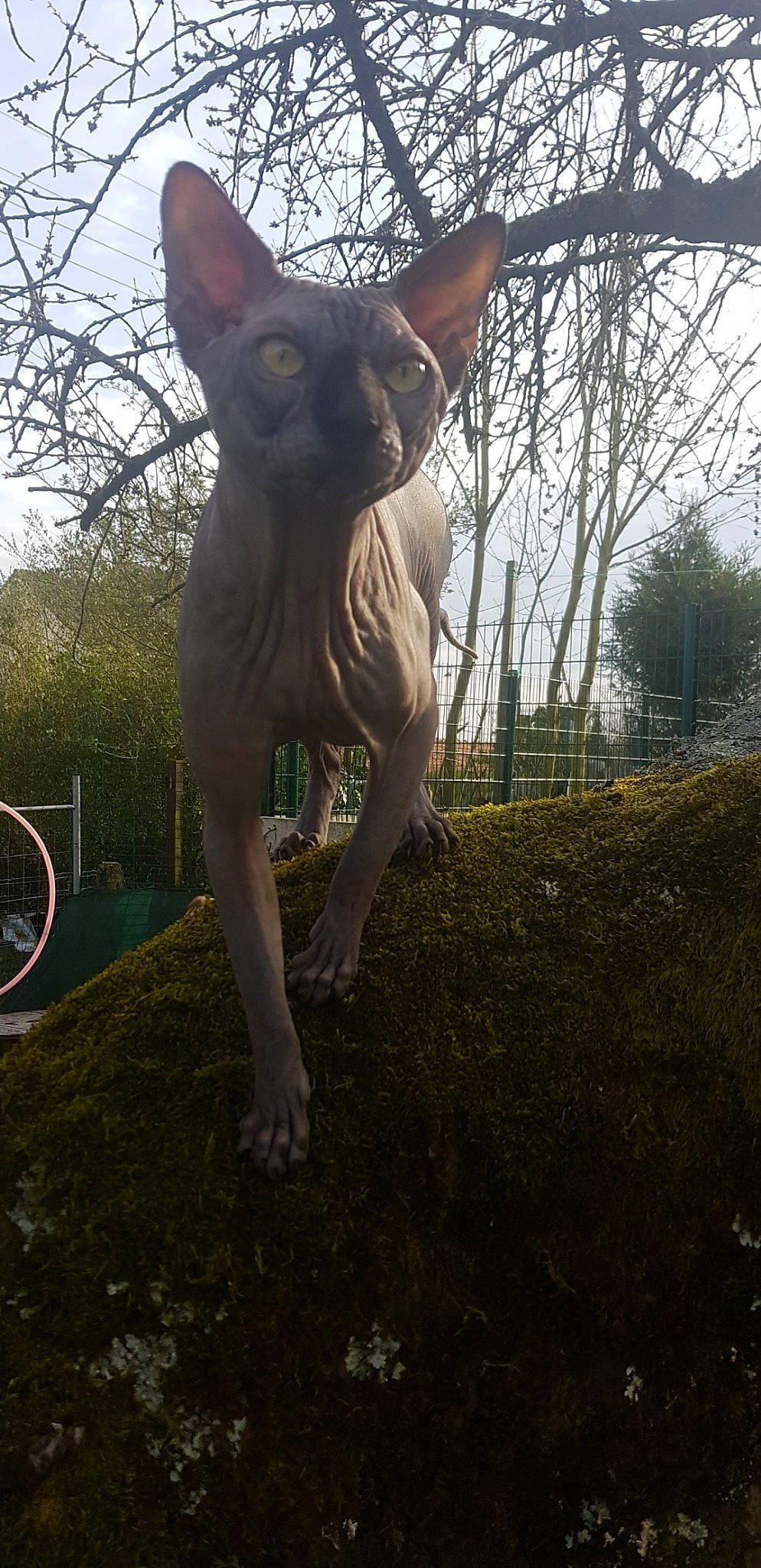 Larson participe au concours pour gagner de l'argent avec cette photo : carnivore, cat, cornish_rex, devon_rex, donskoy, fawn, felidae, peterbald, rex_cat, small_to_medium_sized_cats, sphynx, tail