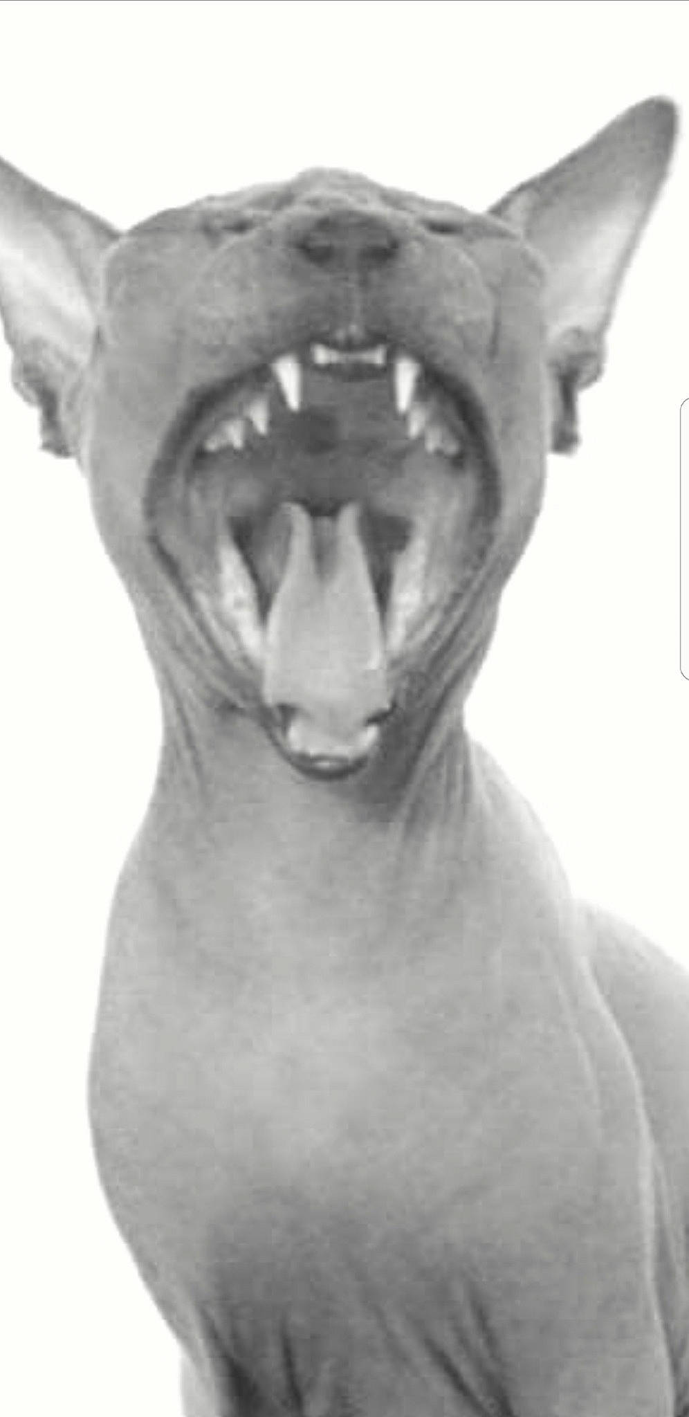 Juliette a rejoint le concours — aidez-le/la à gagner de superbes lots ! bull_terrier, canidae, carnivore, cat, dog_breed, ear, facial_expression, felidae, head, jaw, mouth, peterbald, roar, smile, snout, sphynx, tongue, tooth, whiskers, yawn