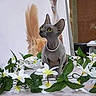 cat, hairless_cat, flower_arrangement, white_flowers, green_leaves, necklace, pearl_necklace, indoor, table, decor, plant, pampas_grass, glassware, still_life, pet, animal, portrait, curious, sitting, elegant