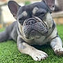Mik joined the competition — help win amazing prizes! french_bulldog, dog, pet, grass, outdoor, close_up, animal, canine, face, ears, paw, wrinkles, expression, laying_down, nature, green, blurred_background, cute, companion, domestic_animal