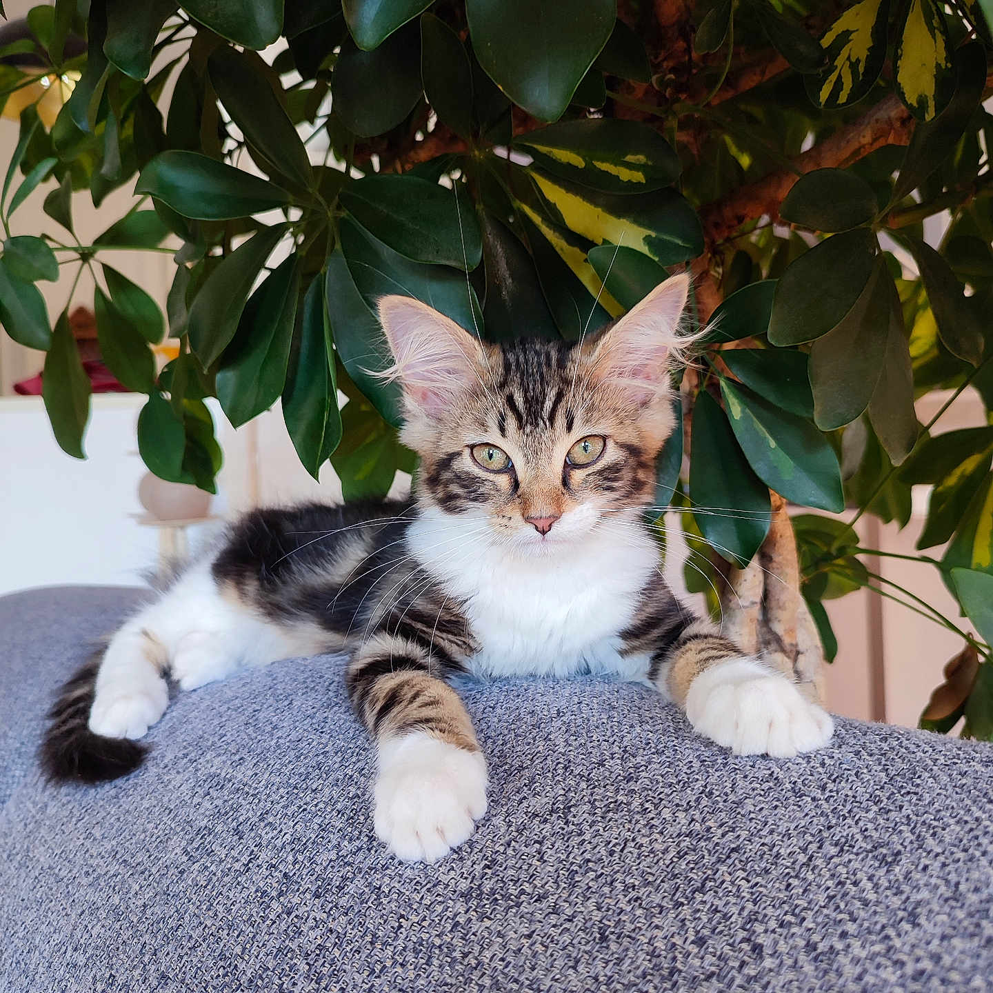 Garfield a rejoint le concours — aidez-le/la à gagner de superbes lots ! abyssinian, animal, cat, couch, cushion, flower, furniture, hardwood, herbal, herbs, homedecor, kitten, leaf, manx, ocelot, pet, plant, pottedplant, siamese, wood