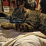Lj Williams joined the competition — help win amazing prizes! bed, blanket, cat, closeup, clutter, collar, cozy, domestic_cat, furniture, home, indoor, paw, portrait, resting, sleeping, soft_lighting, stool, striped_fur, tabby_cat, whiskers