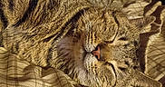 Lj Williams is registered to the contest to win money with this photo: bed, bedding, blanket, cat, closeup, cozy, fabric, fur, head, indoor, nap, nose, pet, pillow, portrait, relaxed, sleeping, striped, tabby_cat, whiskers