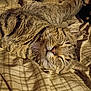 Lj Williams is registered to the contest to win money with this photo: cat, tabby_cat, sleeping, nap, bed, blanket, whiskers, fur, closeup, cozy, indoor, pet, striped, relaxed, portrait, nose, head, pillow, fabric, bedding