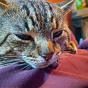 Lj Williams is registered to the contest to win money with this photo: bedding, blanket, cat, close_range, close_up, cozy, domestic_animal, eyes, face, fur, indoor, macro_shot, muzzle, nose, pet, portrait, resting, sleepy, tabby_cat, whiskers
