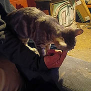 Daisy Williams is registered to the contest to win money with this photo: cat, tabby_cat, pet, lap, human_hand, indoor, sofa, couch, vintage_stove, cardboard_box, brick_wall, cozy, clutter, carpet, paws, close_up, evening, warm_light, furniture, interaction