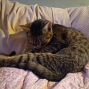 Jj Williams joined the competition — help win amazing prizes! cat, tabby_cat, pet, sleeping, curled_up, tail, fur, whiskers, blanket, pillow, quilt, bed, indoor, cozy, resting, domestic_cat, striped, close_up, nighttime, relaxed